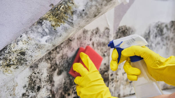 Best Preventive Mold Services in USA